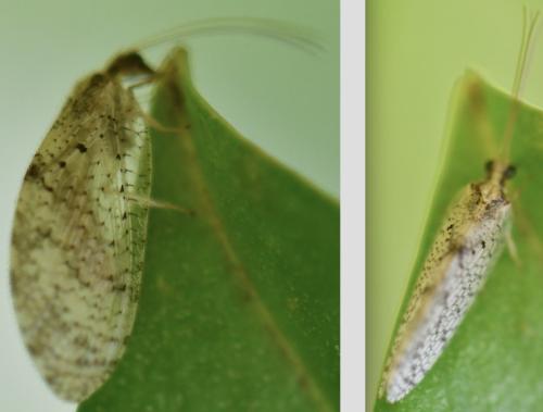 Hemerobius sp.
